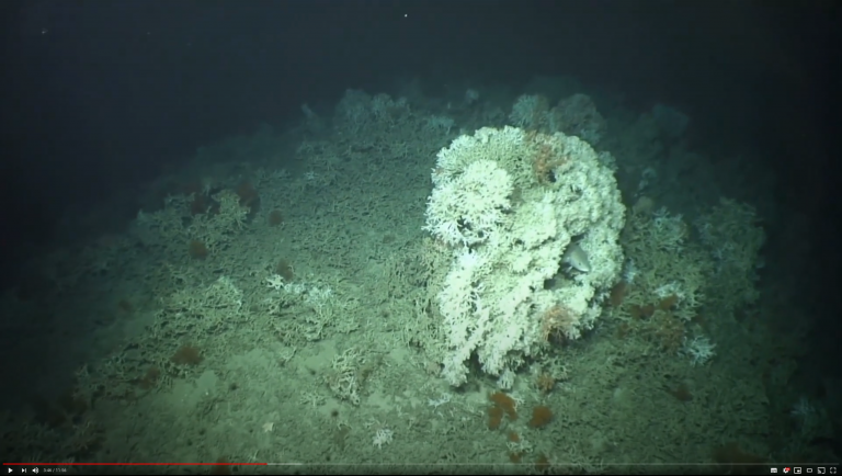 Explore Ireland's deep sea corals